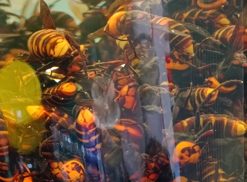 蜂毒炮制1.jpg